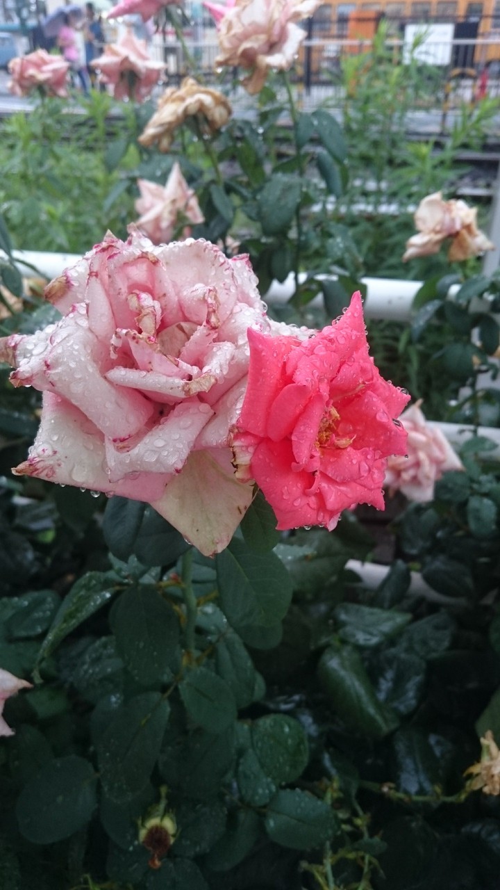 roses