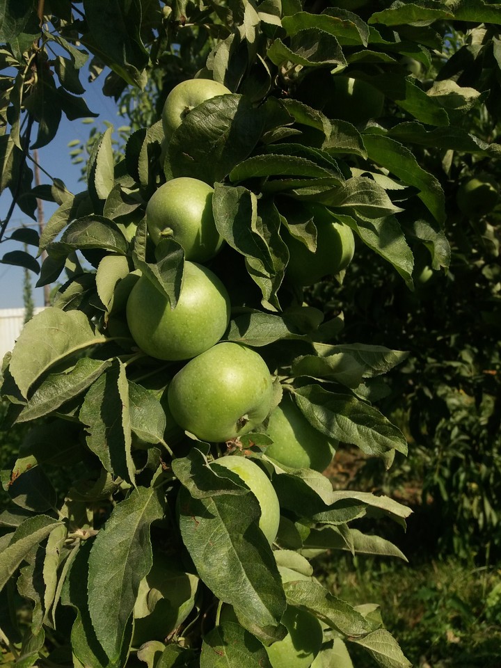 apple