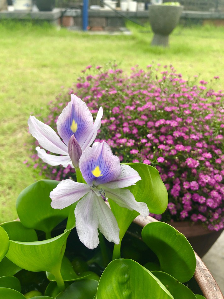 부레옥잠 꽃