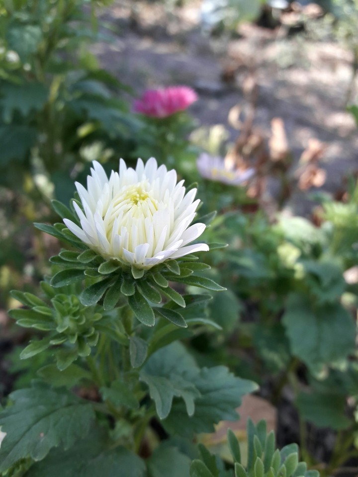 Flower