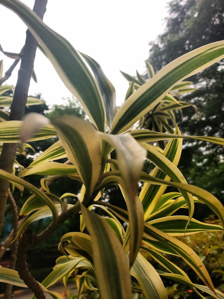 Nature