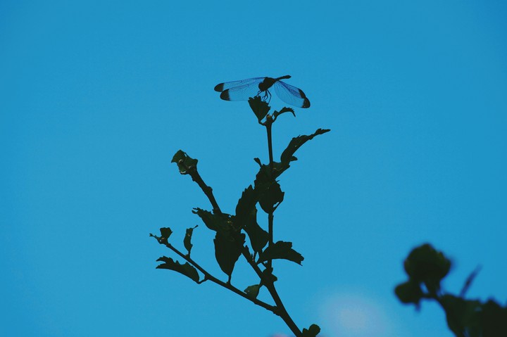 Dragonfly