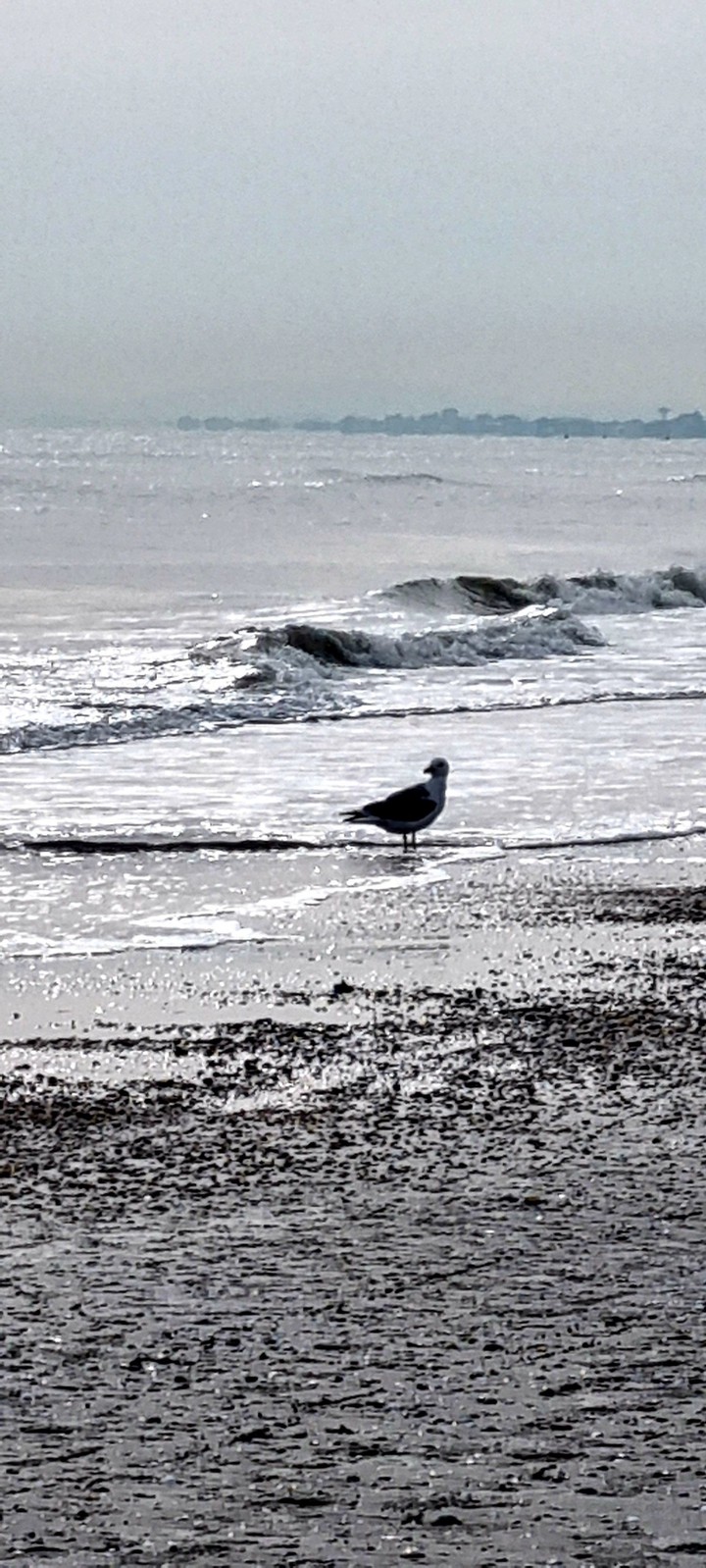 gabbiano in mare
