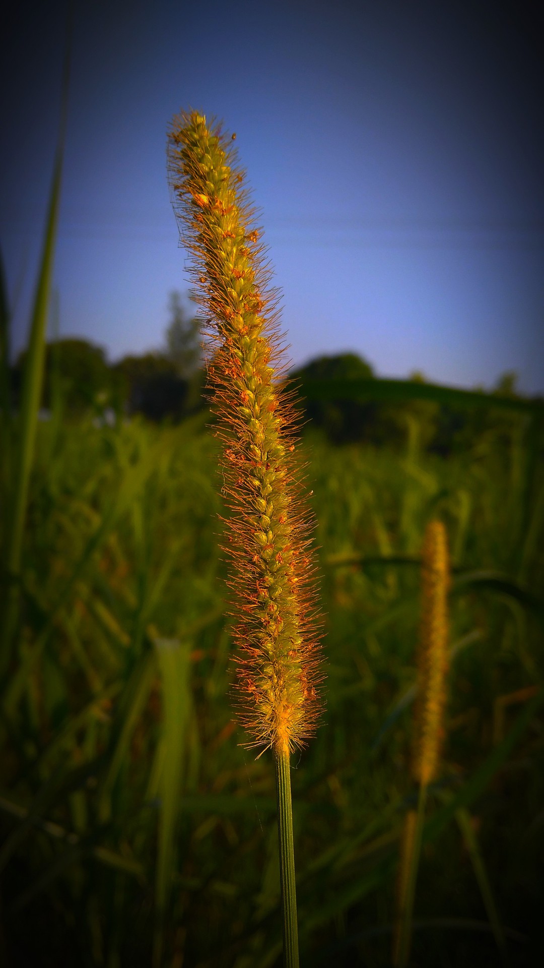 plant