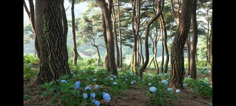 vegetation, woodland duvar kağıtları