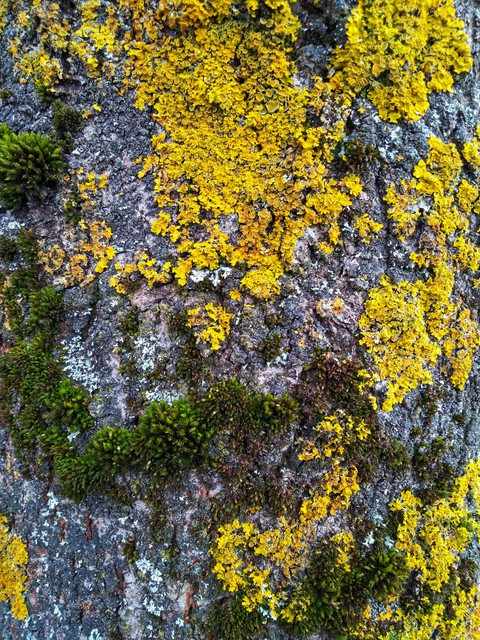 bark, beautiful and unique
