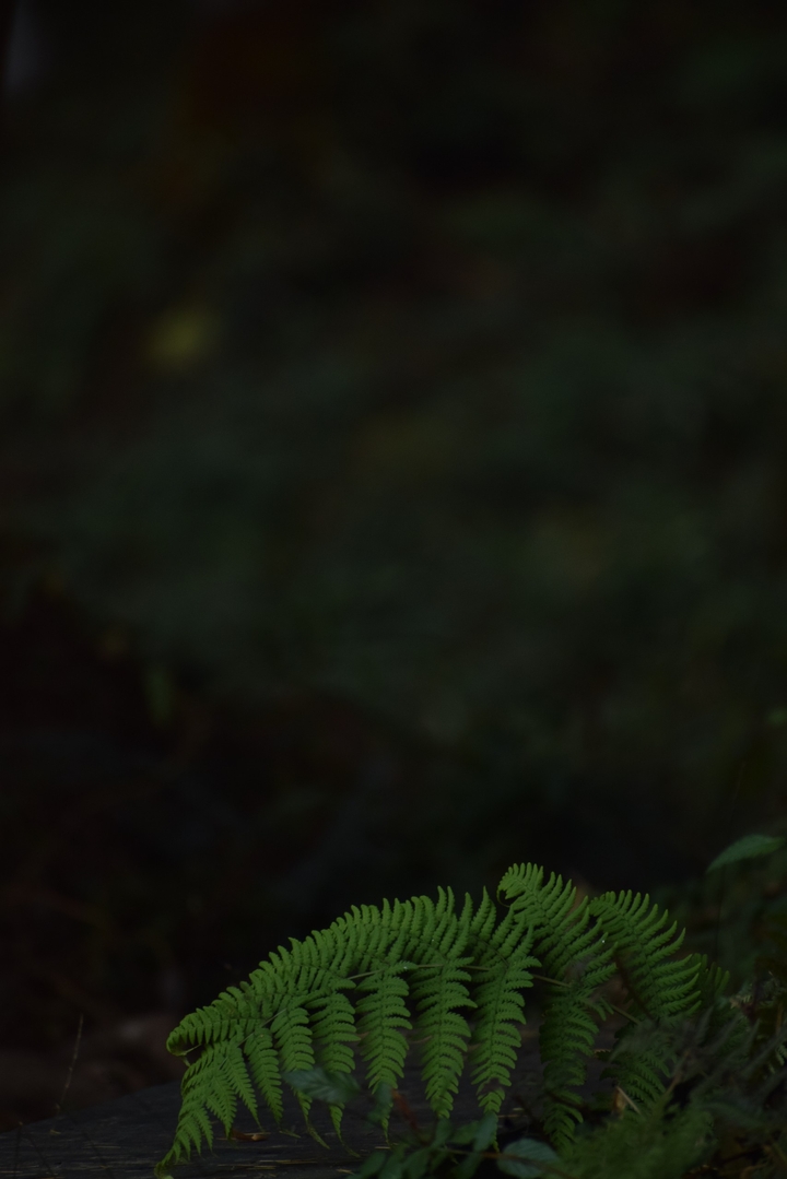 Green Leave