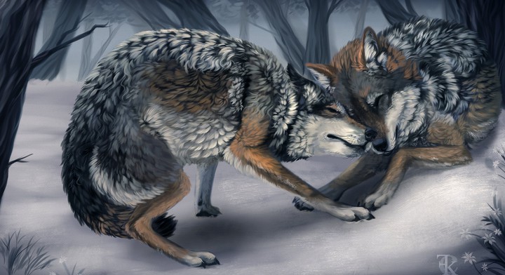 loup en attaquant