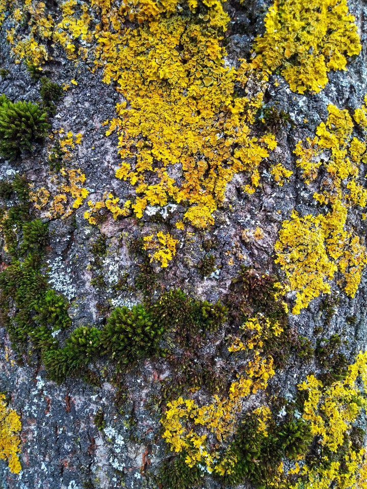 bark, beautiful and unique
