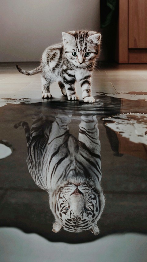 cat , tiger
