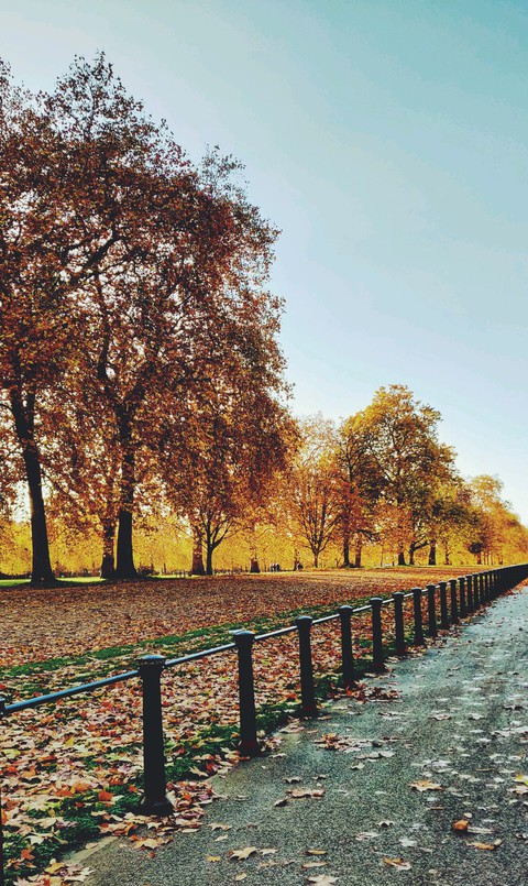 yellow nature