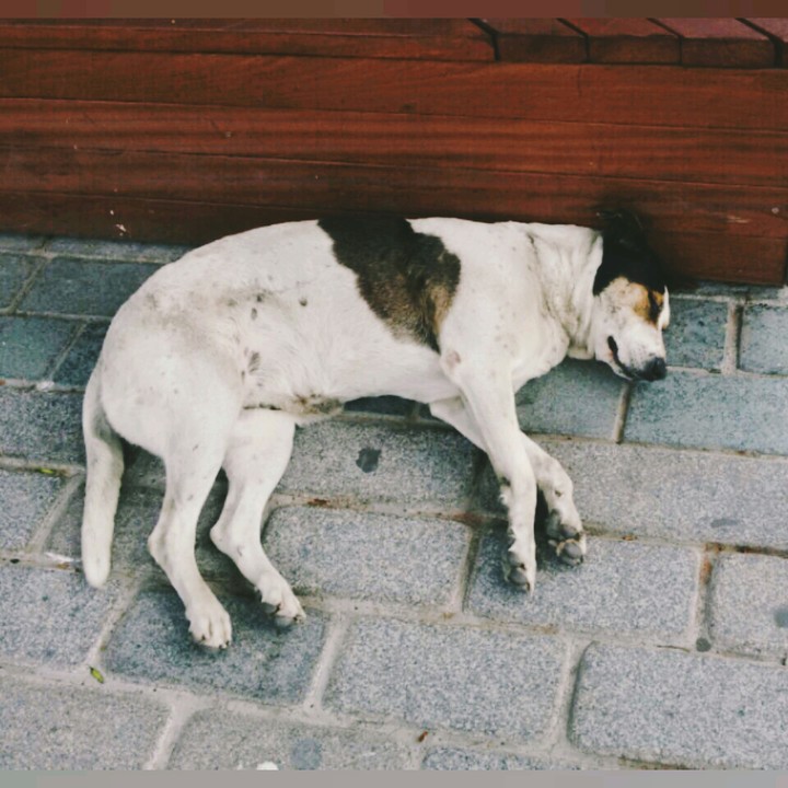 dog