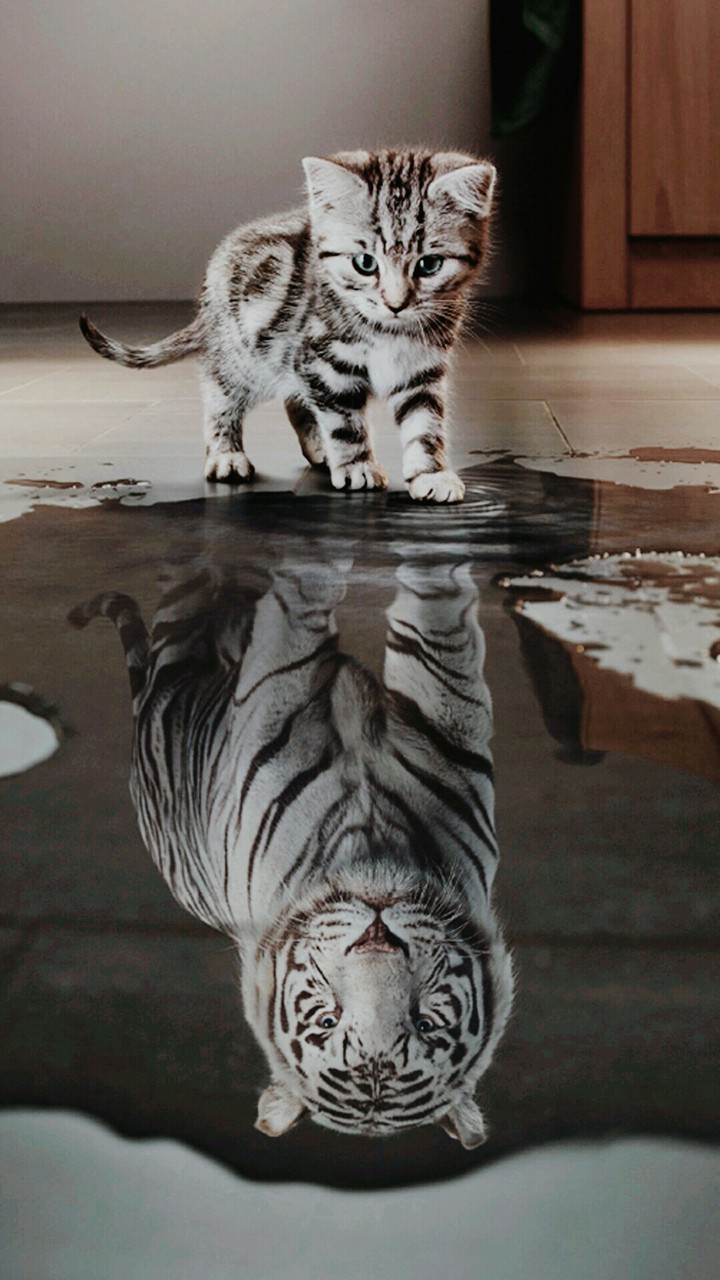 cat , tiger