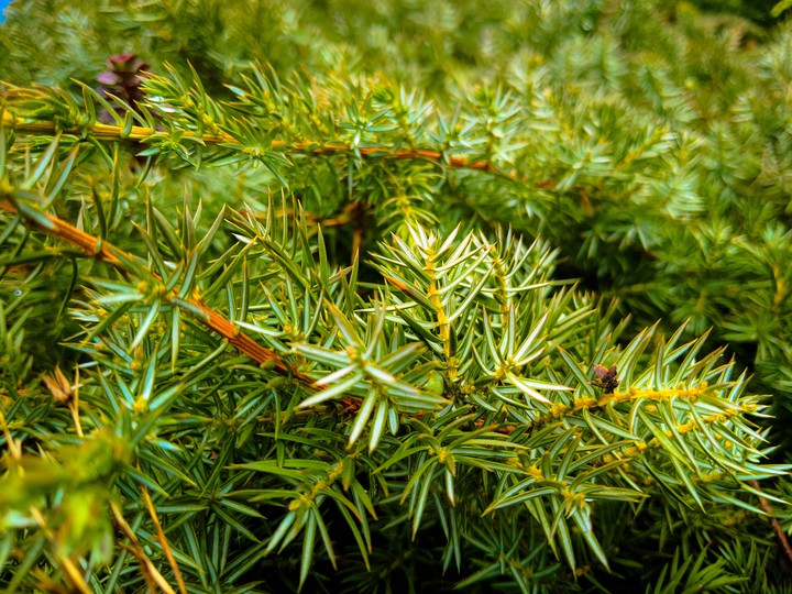 Greenery