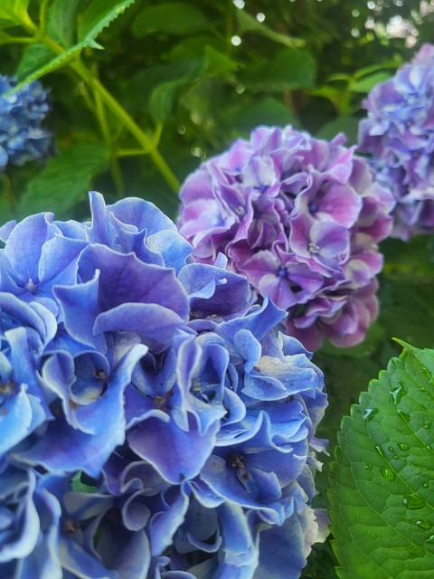 groundcover, blue háttérképek
