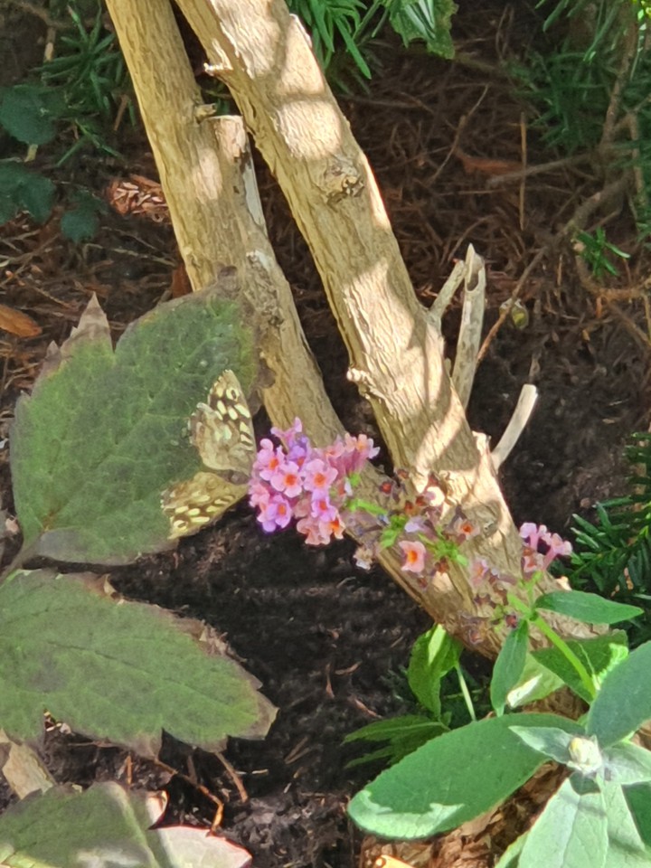 butterfly