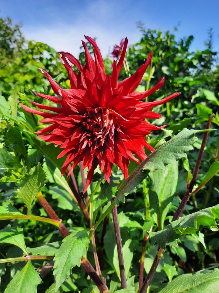 dahlias