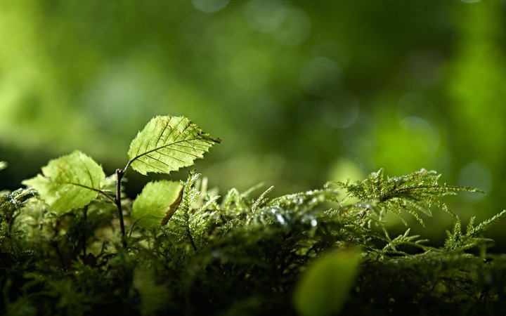 nature
