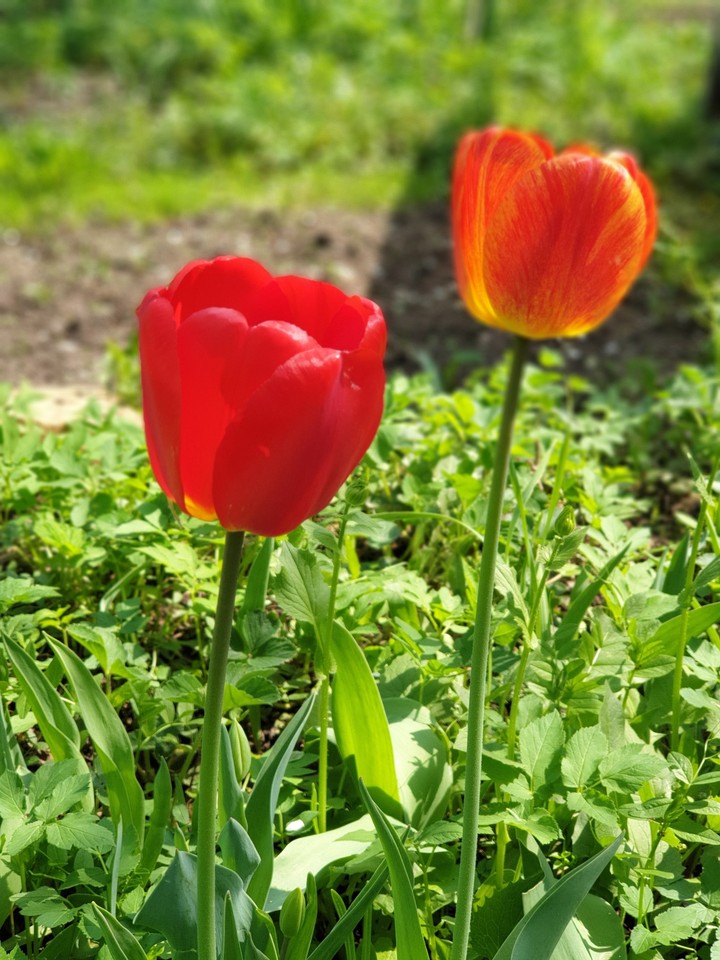 Beautiful tulips