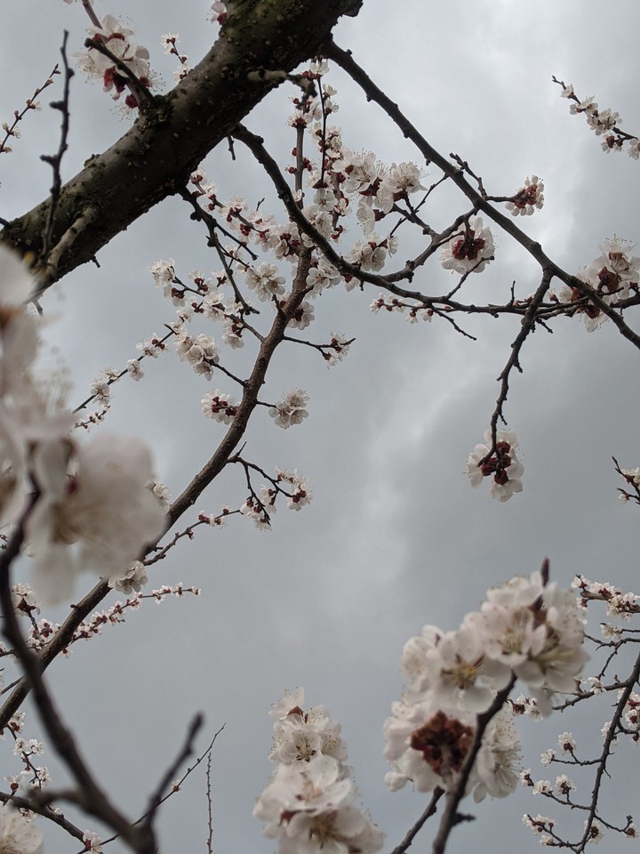 Cherry blossom