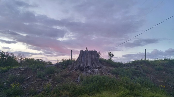 Tree stump at sundown