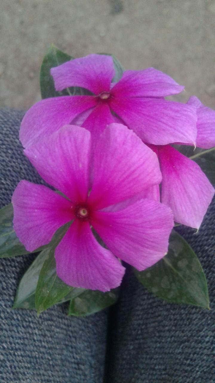 nice pink