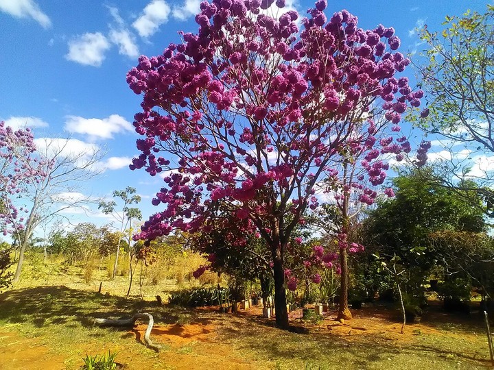 ipê Rosa