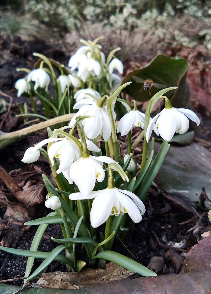 flowers