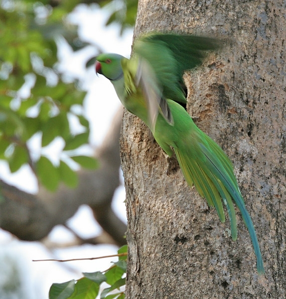bird