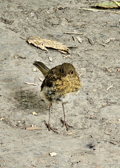 тапети sandpiper, wildlife