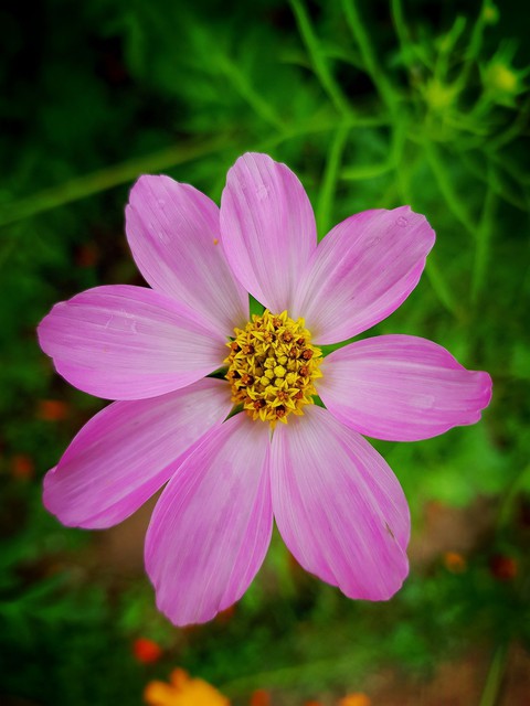 pretty cosmos