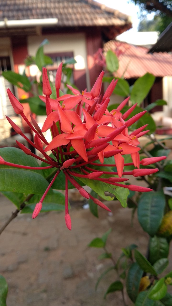 Flame of the woods (തെറ്റി പൂവ്)