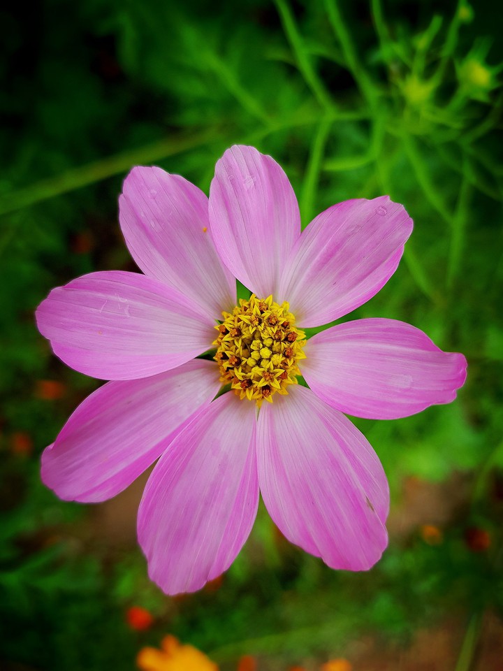pretty cosmos