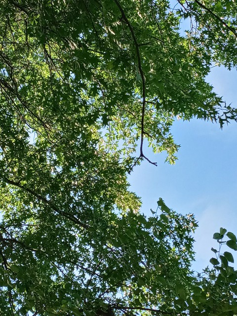 Nature Background