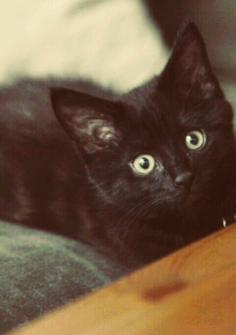 my kitty