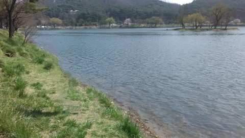 riverside, plant háttérképek