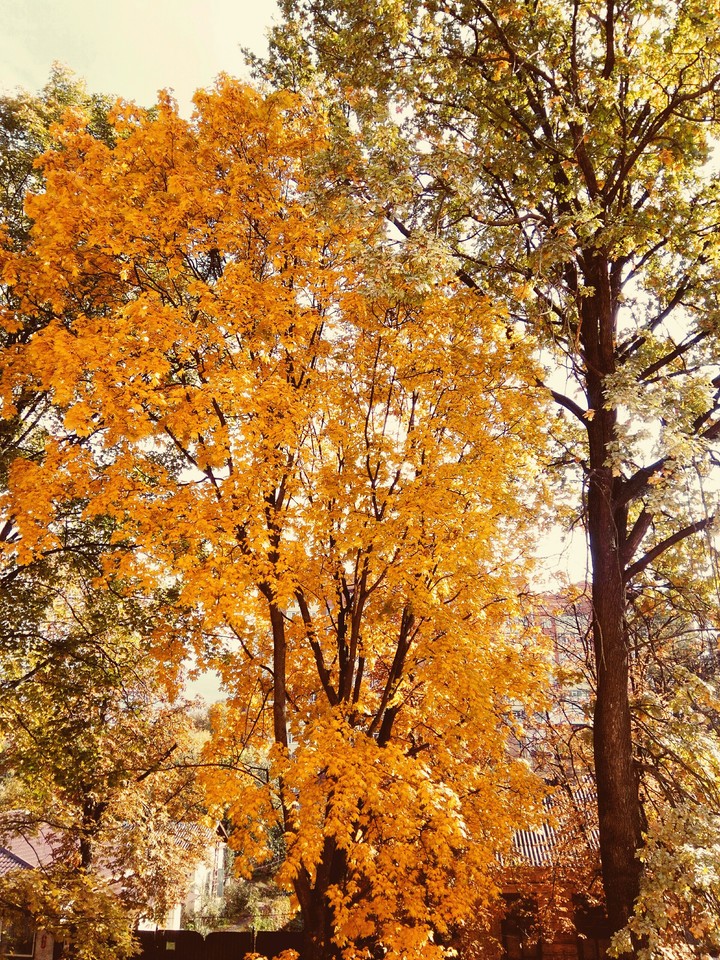 nature