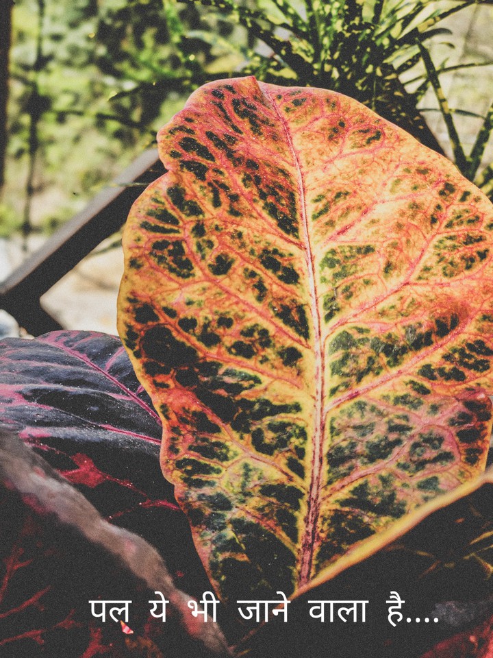 Leaf of hope