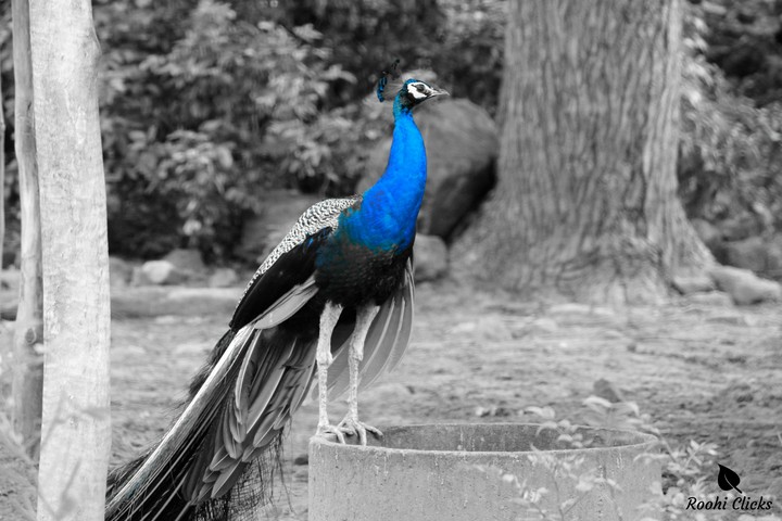 peacock