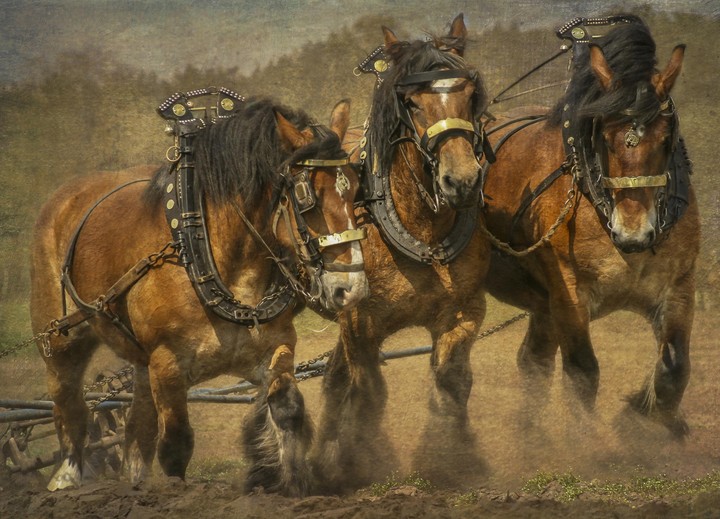 Horses Art