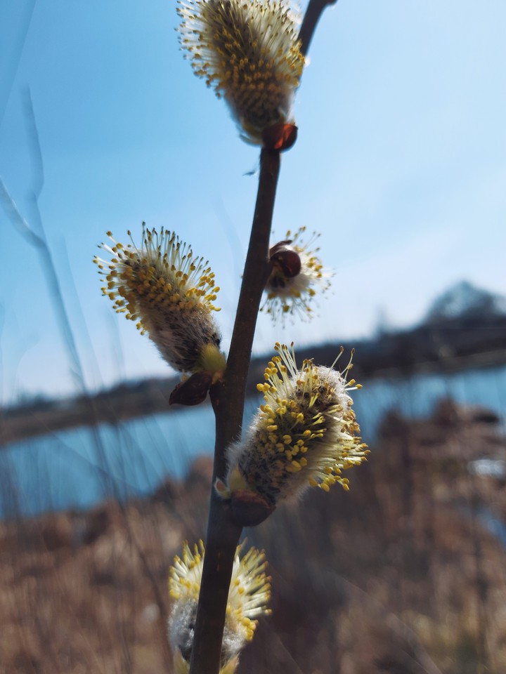 spring vibes