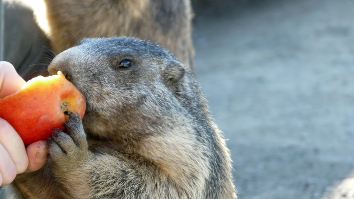Und immer grüßt das Murmeltier