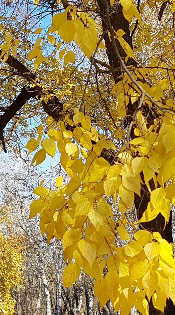 Осень