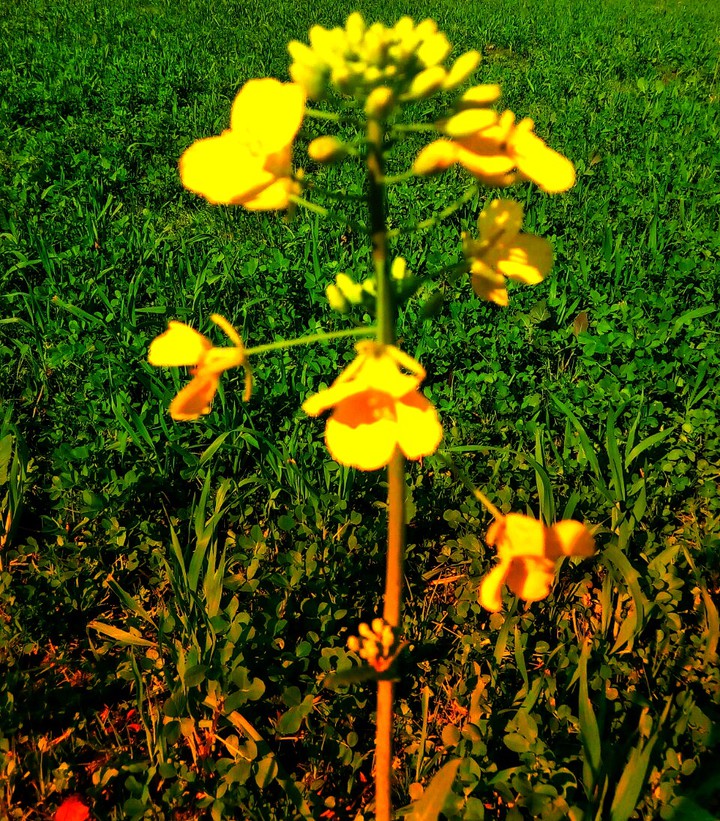 flower