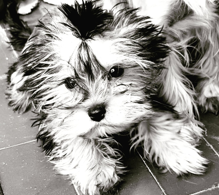dog