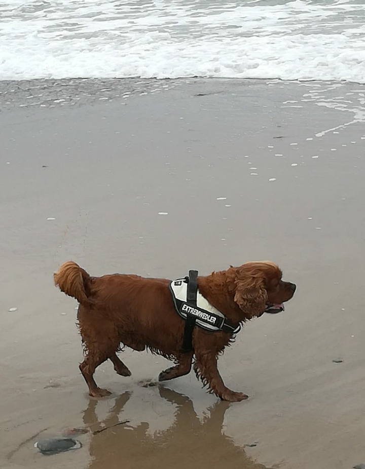 Hund