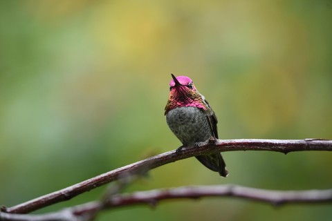 pink, wing háttérképek