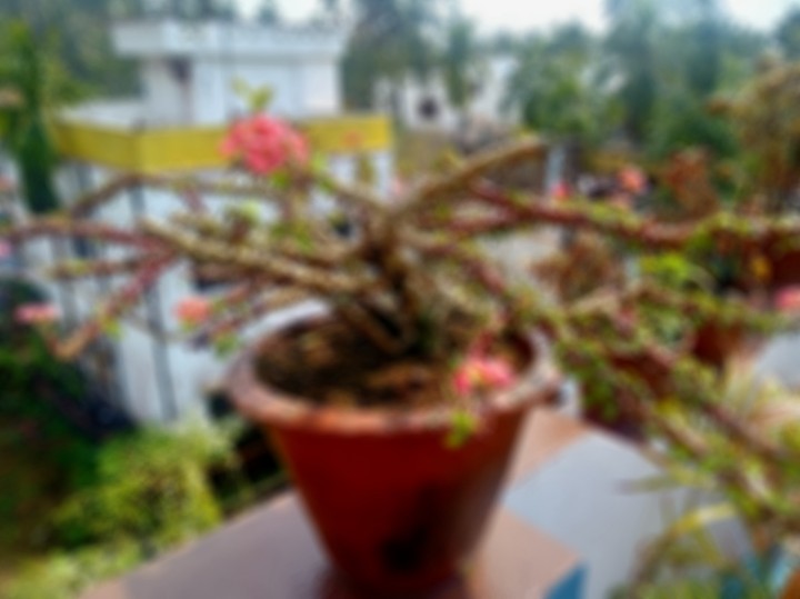 Cactus ?