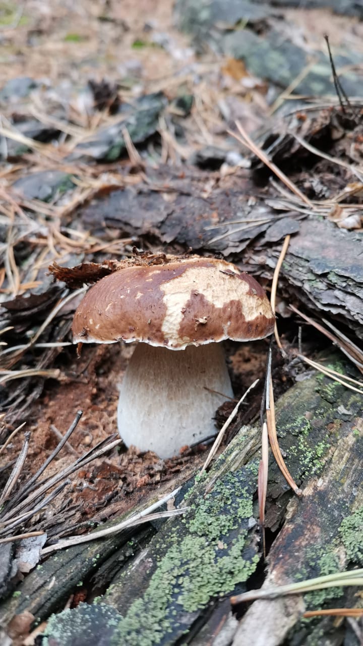 autumn mushroom