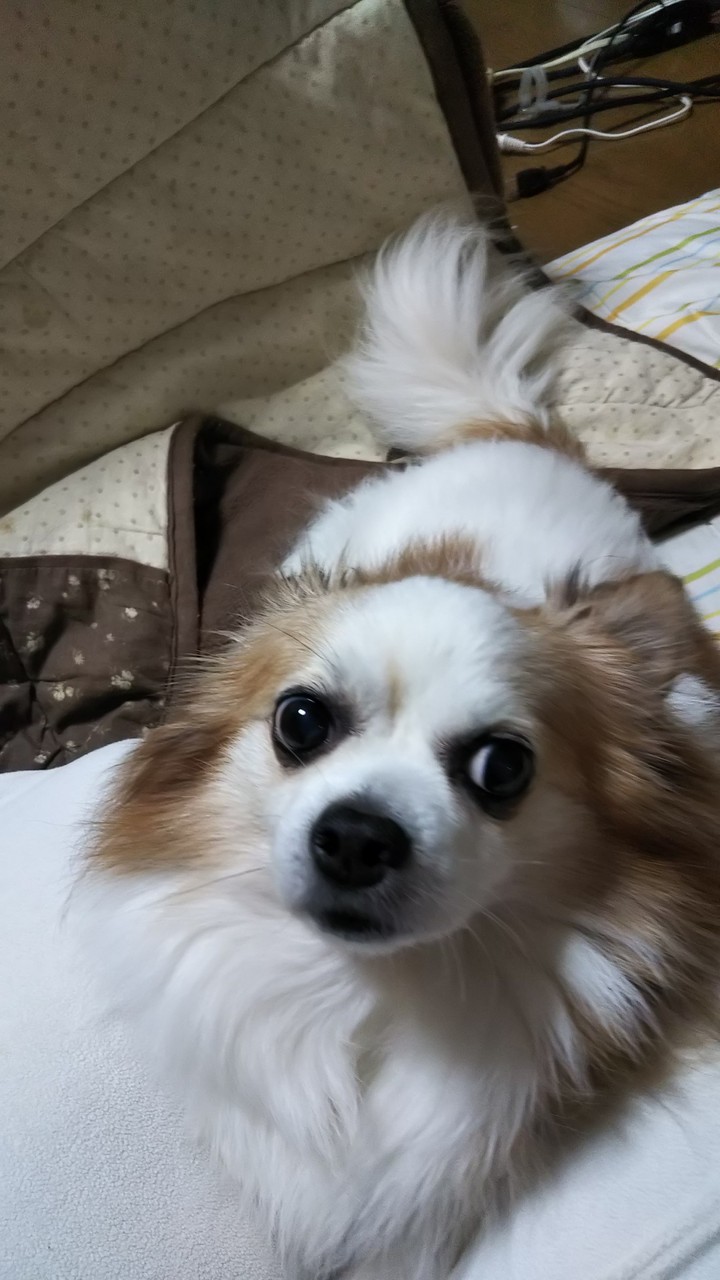 ペット